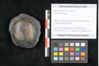 Foto (Objekt + Etikett) von Cardiocarpus sp.  (NHMW-GEO-2024-0188-11146)